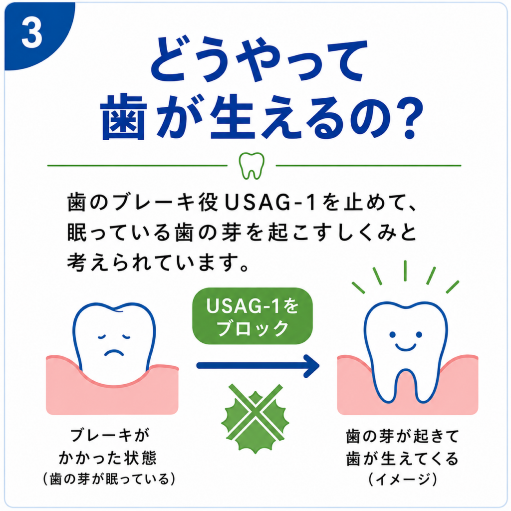 どうやって歯が生えるの